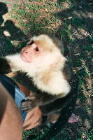animal_ape_01.htm