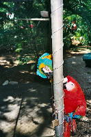 animal_parrot_01.htm