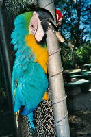 animal_parrot_02.htm